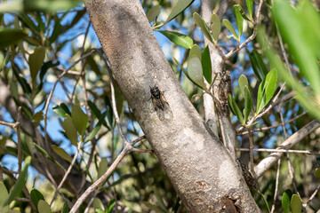 cicada on an olive trunk
