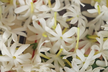 Jasminum auriculatum getting ready for aroma therapy. It was spread on a sheet and got this closeup shot.