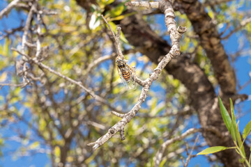 Cicada on olive trunk