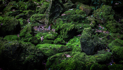 green moss on stone at rain forest
