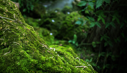 green moss on stone at rain forest