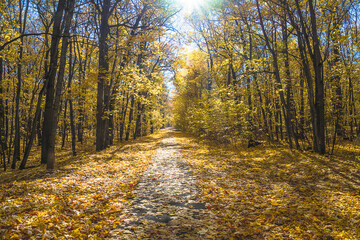 Beautiful autumn forest on sunny day. Yellow maple leaves covered the soil