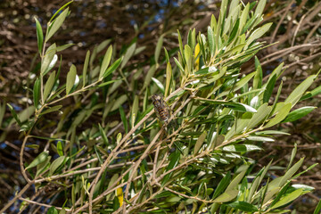 green grass in the wind