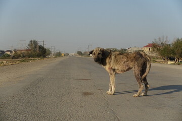 
abandoned dog with sad look on the roadside maple