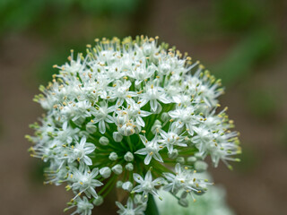 Selective focus of Garlic Chives flower