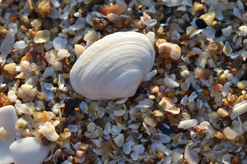 Macro image of a white shell on a beach
