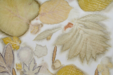 Fragment of hand-dyed fabric strip using eco-print technique