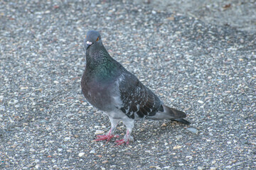 A beautiful pigeon on the street in the city