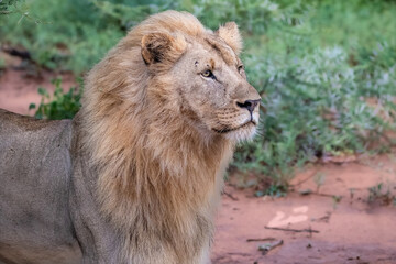 Obraz premium Lion