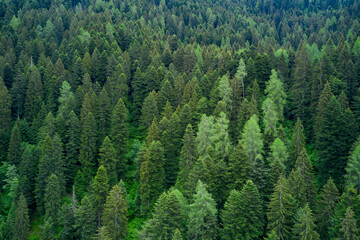 Alpine spruce forest on a hill. Plantation of spruce trees. Top down aerial view. Green spruce on the slope aerial view from the side.