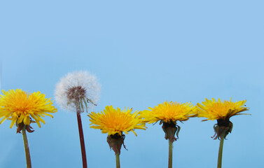 yellow dandelions and one white on a blue background close-up. copyspace for text.