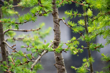 Bonsai tree in the garden