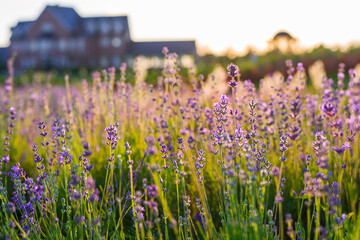 Lavender flowers on a lavender field. Blooming lavender in summer