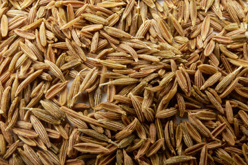 Paddy isolated on a white background, photography