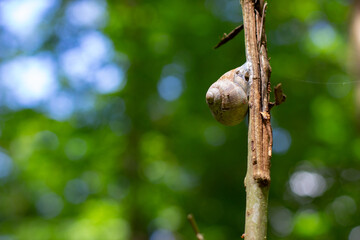 Obraz premium Big snail sitting on a small branch in the sunlight waiting for the rain