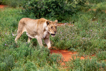 Naklejka premium Lion