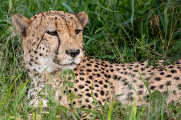 Cheetah