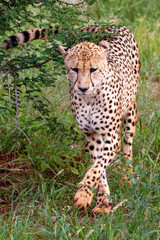 Cheetah