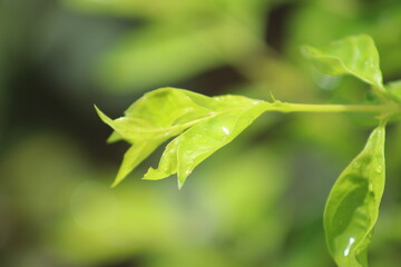 green leaf with water drops