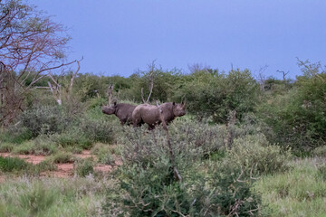 Black Rhinoceros