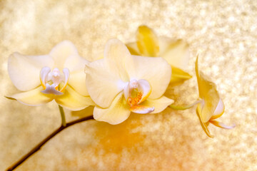 Obraz na płótnie Canvas A branch of yellow orchids on a shiny gold background.