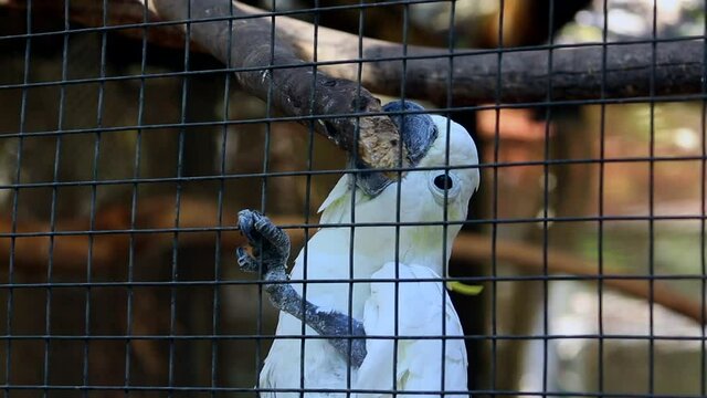 A white cockatoo using its beak and claws to move through the wired fence, center, static shot.
