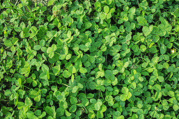 Fototapeta na wymiar green leaves fill the screen. grassy background. many clovers.