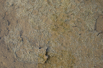 Shallow water and small drops and bubbles.