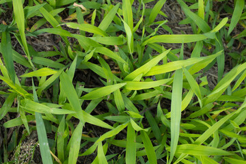green leaves fill the screen. grassy background.