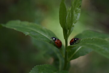 Ladybugs