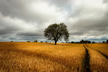 Alter Baum in der Mitte eines goldenen Kornfeldes