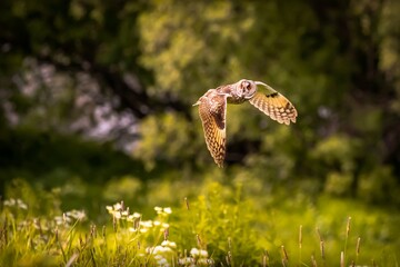 Owl bird with big yellow eyes in flight over green grass