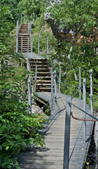 wooden staircase in the middle of a forest