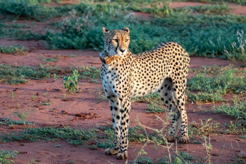 Fototapeta na wymiar cheetah in the wild