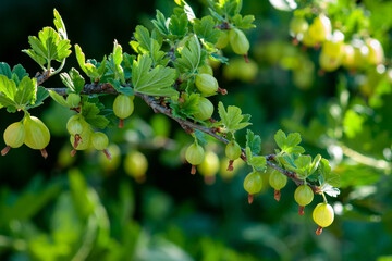 Fototapeta premium Gooseberry bush with ripe berries. Close-up of berries on a sunny day