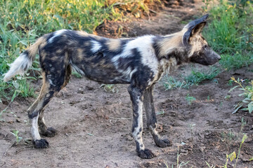 Fototapety na wymiar - Fototapeta24.pl