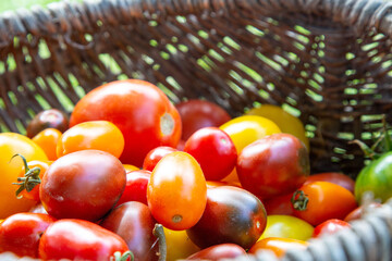 multi-colored tomatoes in a basket