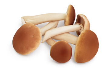 honey fungus mushrooms isolated on white background with clipping path and full depth of field