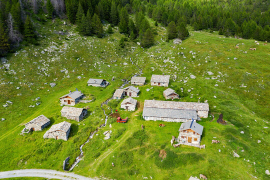 Valmalenco, Italy, cows grazing on Alpe Entova
