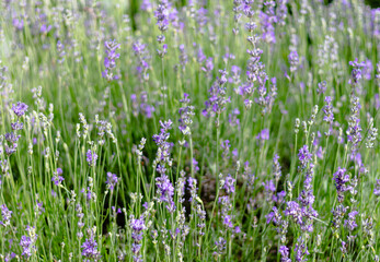 Lavender bushes. Lavender bloom season