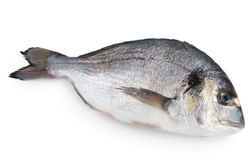 Fish dorado isolated on white background with clipping path and full depth of field.