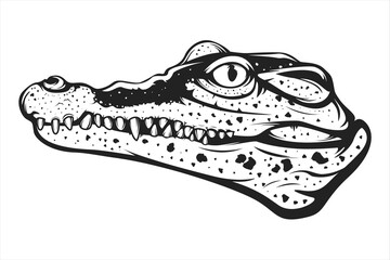 Alligator head isolated on white. Crocodile head vector illustration. Wild ecuador crocodile logo.