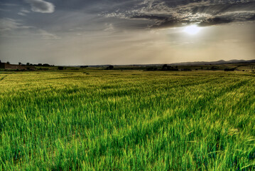 Wheat field at sunset with a few rays of sun