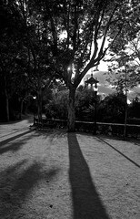 Shadow of a tree in a park