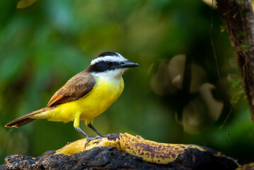 Schwefelmaskentyrann (Pitangus sulphuratus) in Costa Rica