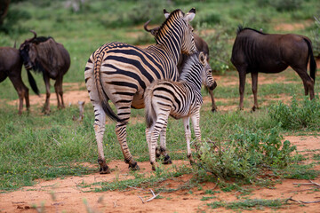 Plains Zebra