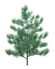Nature object tree isolated  white  background