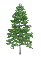 Nature object tree isolated  white  background