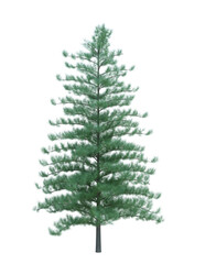 Nature object tree isolated  white  background