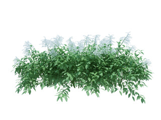 3d Render Brush Tree Isolated  on white